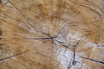 Beautiful wooden fracture old oak, natural texture close up