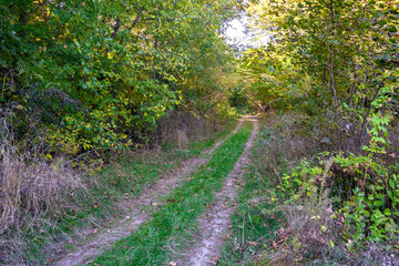Photography on theme beautiful footpath in wild foliage woodland