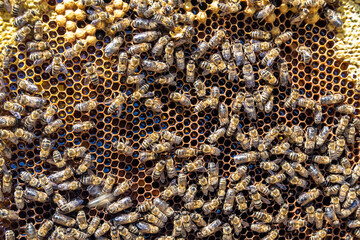 Abstract hexagon structure is honeycomb from bee hive filled