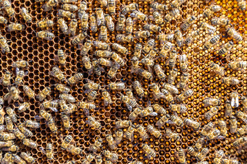 Abstract hexagon structure is honeycomb from bee hive filled