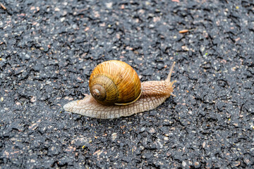 Big garden snail in shell crawling on wet road hurry home