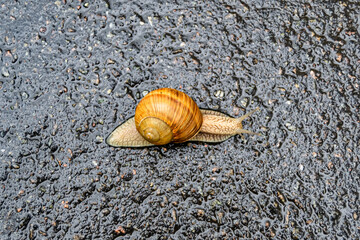 Big garden snail in shell crawling on wet road hurry home