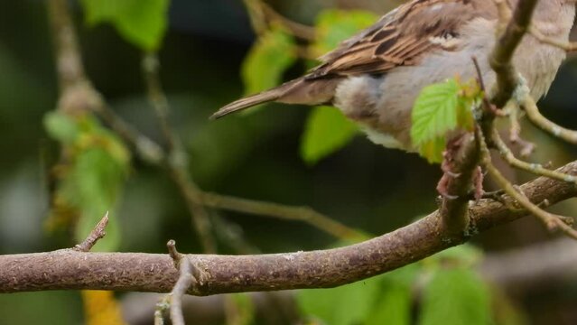 Haussperling (Passer domesticus) 