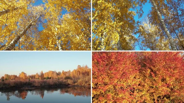 Autumn collage showing different autumn pictures. Natural collage with seasonal landscapes