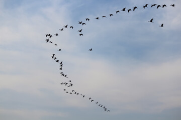 Group of Birds flying in the sky. Selective focus.