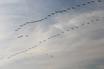 Group of Birds flying in the sky. Selective focus.