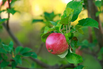 Red apples on tree