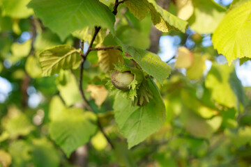 Hazelnut on a branch