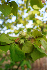 Hazelnut on a branch