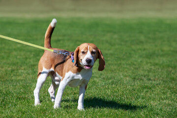 Naklejka na ściany i meble The dog breed beagle