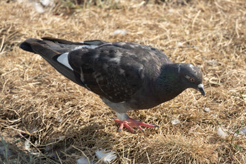 pigeon on the ground