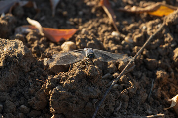 Dragonfly closeup