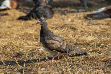 Pigeon on the ground