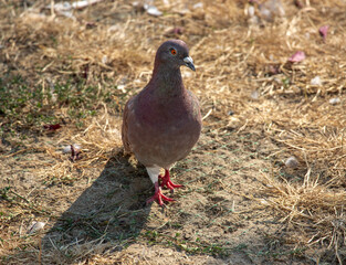 pigeon on the ground
