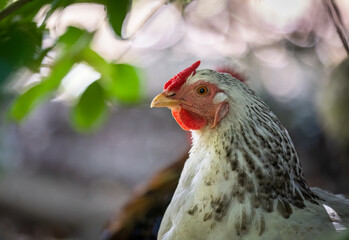 Chicken staying under the trees in hot summer day at Western Springs park. Auckland.