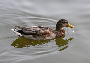 duck on the lake