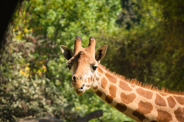 Giraffe eating at the Chapultepec Zoo, Mexico City