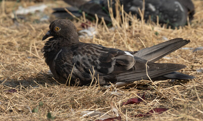 winged blackbird