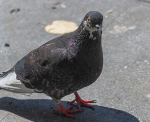 close up of a pigeon