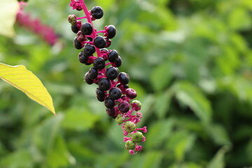 berries of a strawberry