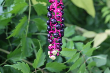 blue and purple flowers