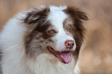 Portrait of an adorable brown and white merle Bordercollie male dog with striking sky blue eyes, is looking towards the camera.