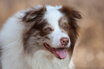 Portrait of an adorable brown and white merle Bordercollie male dog with striking sky blue eyes, is...