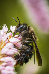 Spring time, even for insects, a bee on a flower