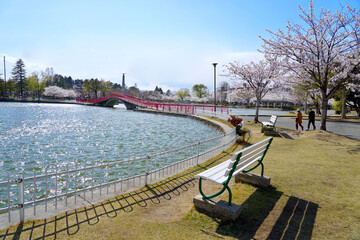 Chairs by the lake inside the kaiseizen park during the spring when the cherry blossoms bloom.