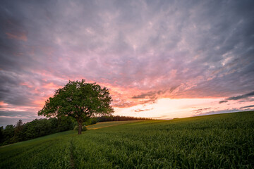 Little tree on a field at sunset, beautiful scenery