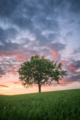 Fototapeta na wymiar Little tree on a field at sunset, beautiful scenery