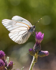 Springtime even for insects. Beautiful butterfly