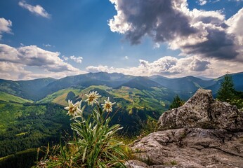 Meadow full of beautiful mountain flowers in the background of a mountain landscape, a very rare...