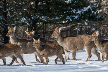 a herd of running spotted deer in winter