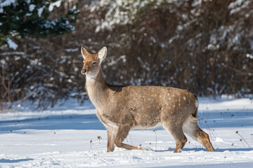 female spotted deer in winter
