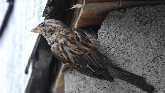 Haussperling (Passer domesticus) 

