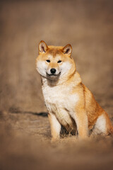 Naklejka na ściany i meble Shiba Inu dog sits in the steppe looking at the camera