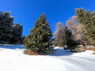 Picturesque canopies of alpine trees in a typical winter atmosphere after the winter snowfall above the tourist resorts of Valbella and Lenzerheide in the Swiss Alps - Canton of Grisons, Switzerland