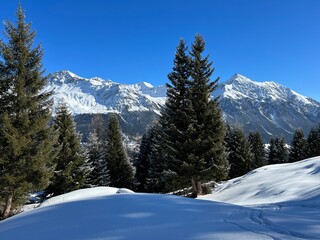 Picturesque canopies of alpine trees in a typical winter atmosphere after the winter snowfall above the tourist resorts of Valbella and Lenzerheide in the Swiss Alps - Canton of Grisons, Switzerland