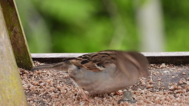 Haussperling (Passer domesticus) 