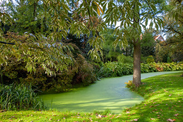 garden with water and duckweed