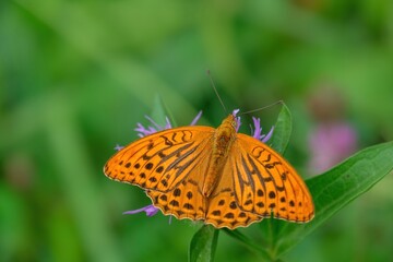 Fototapeta na wymiar Beautiful close up of a Silver-Washed Fritillary butterfly sitting on a flower glowing in bright sunlight with its wings spread, Argynnis paphia