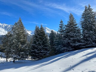 Fototapeta premium Picturesque canopies of alpine trees in a typical winter atmosphere after the winter snowfall above the tourist resorts of Valbella and Lenzerheide in the Swiss Alps - Canton of Grisons, Switzerland
