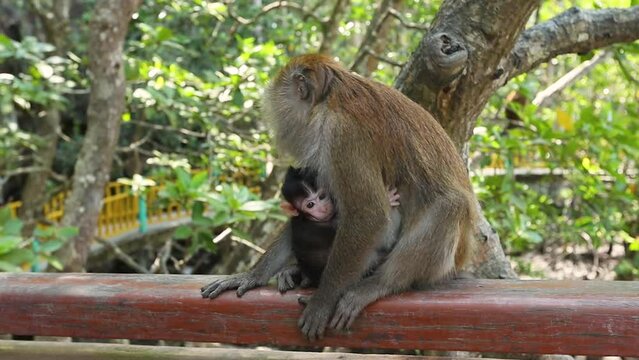 Cute green monkey feeding baby in the national park in Malaysia
