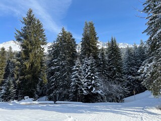 Fototapeta premium Picturesque canopies of alpine trees in a typical winter atmosphere after the winter snowfall above the tourist resorts of Valbella and Lenzerheide in the Swiss Alps - Canton of Grisons, Switzerland