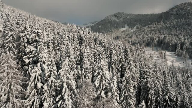 Mountain trees in snowy landscape with sunlight, snow and blue sky. Aerial drone view flying over scenic cinematic alpine winter forest valley in Austria Bavaria alps mountains 4K UHD epic documentary