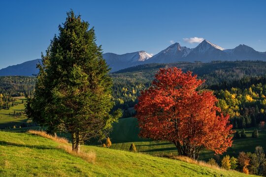 Beautiful autumn evening on a pasture under rocky mountains with a wild forest, a beautiful red, orange tree in the middle of a meadow and a blue sky, walk in nature. High Tatras NP, Poland, Slovakia