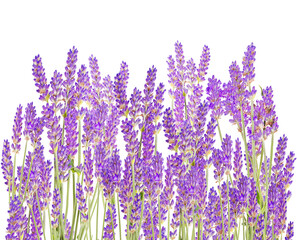 Lavender flowers group isolated. PNG transparency