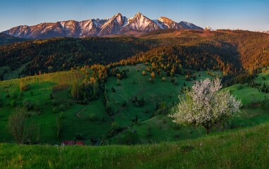 Blossoming tree illuminated by the sun on a green spring pasture under beautiful snowy mountains...