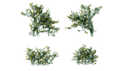 beautiful ivy green and flower © Nawaphon